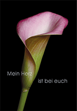 Trauer Calla Dark